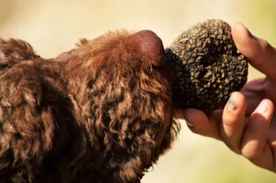 Guided truffle hunting and food experience
