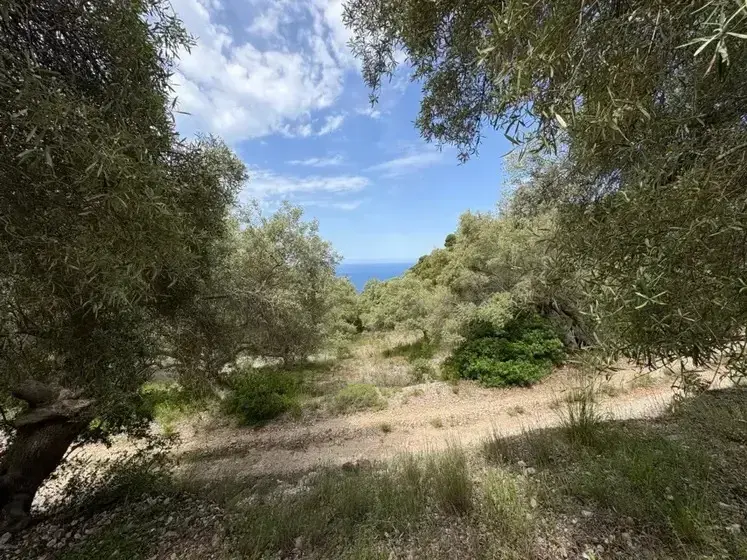 Plot in Athani with Building Permit and Approved Plans – 1,502.69 m² Main photo of the rental