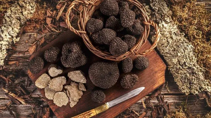 Guided truffle hunting and food experience Main photo of the rental